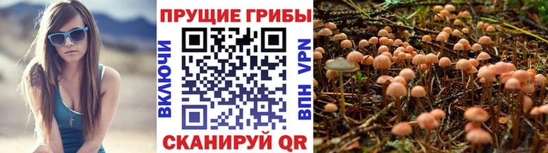 МЕГА как войти  это какой сайт  Псилоцибиновые грибы GOLDEN TEACHER  Новоузенск 